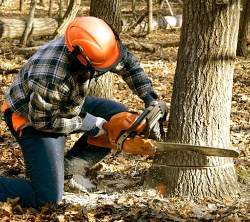 Tree Removal in Wessington, SD